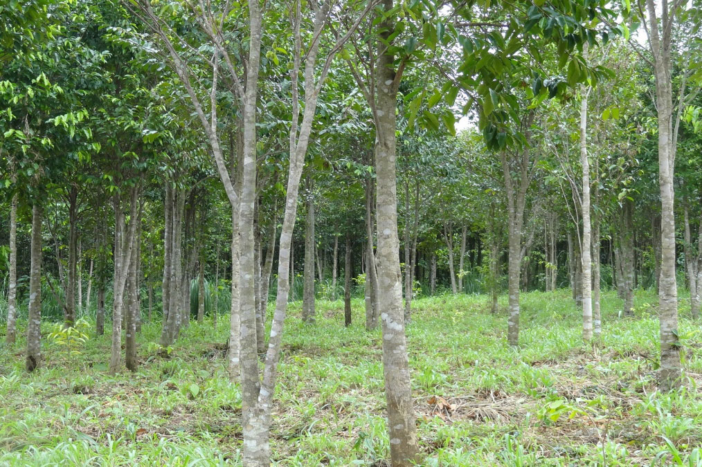 Cây gỗ Hương trong giai đoạn phát triển