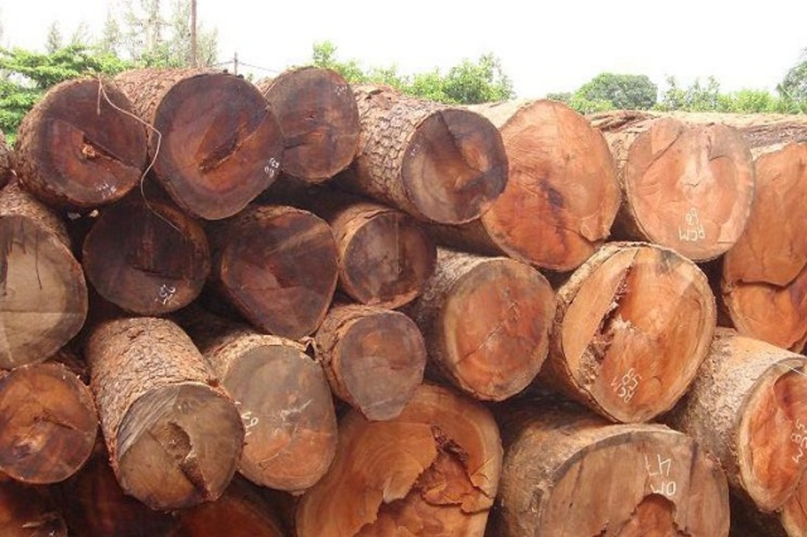 Bảng phân loại nhóm gỗ mới nhất. Các loại gỗ thông dụng trong nội thất (Phần 1)