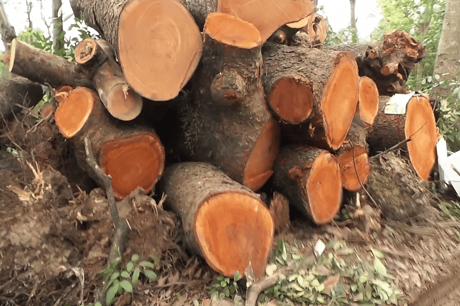 Mọi kiến thức bạn cần biết về gỗ xà cừ? Các ứng dụng và giá