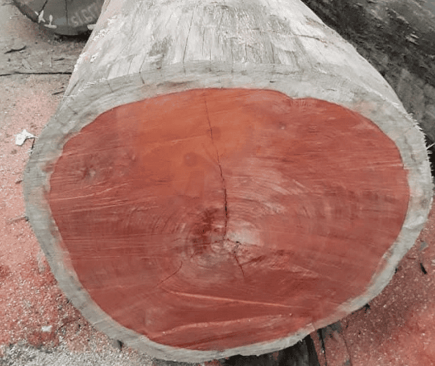 Một số đặc điểm của gỗ Hương đỏ Việt Nam và gỗ Hương đỏ Nam Phi