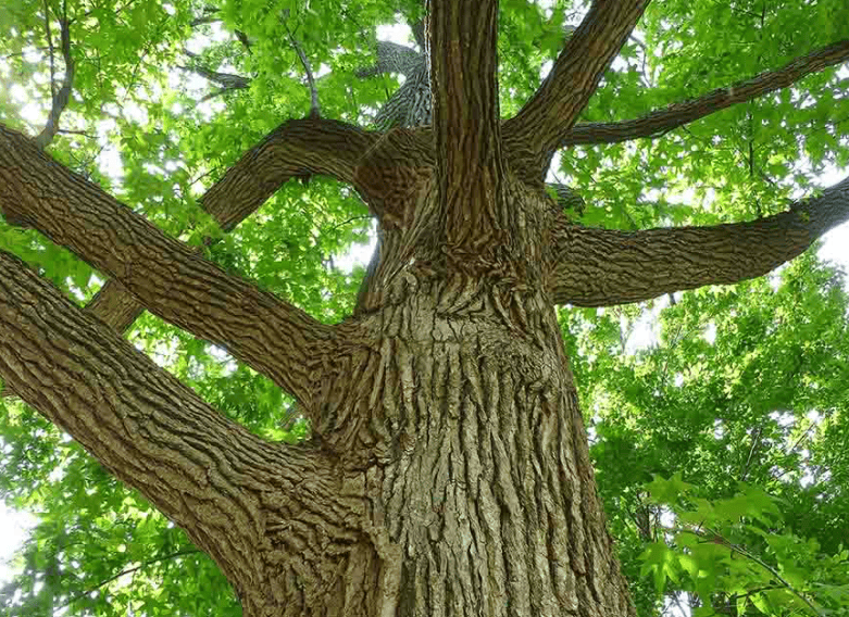Hình ảnh cây gỗ sồi mỹ