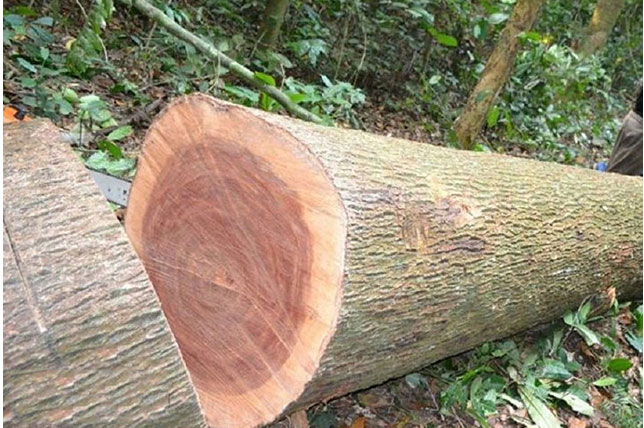 Cây gỗ xoan đào có đường kính lớn