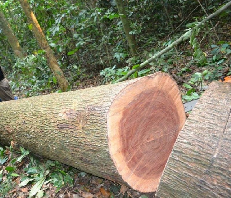 Cây gỗ xoan đào tự nhiên