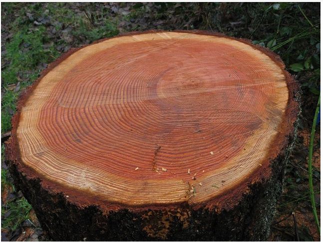 đặc tính tăng trưởng của gỗ cắt lát