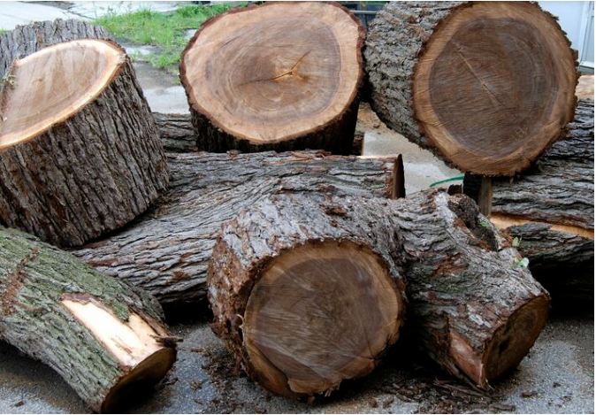 Gỗ Lát thuộc nhóm I trong danh sách các loại gỗ quý tại Việt Nam