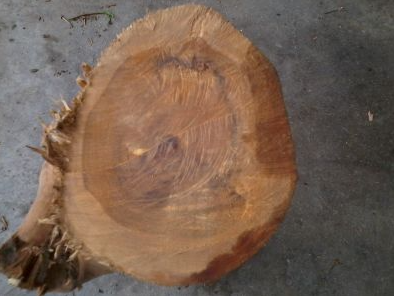 gỗ trắc bách diệp