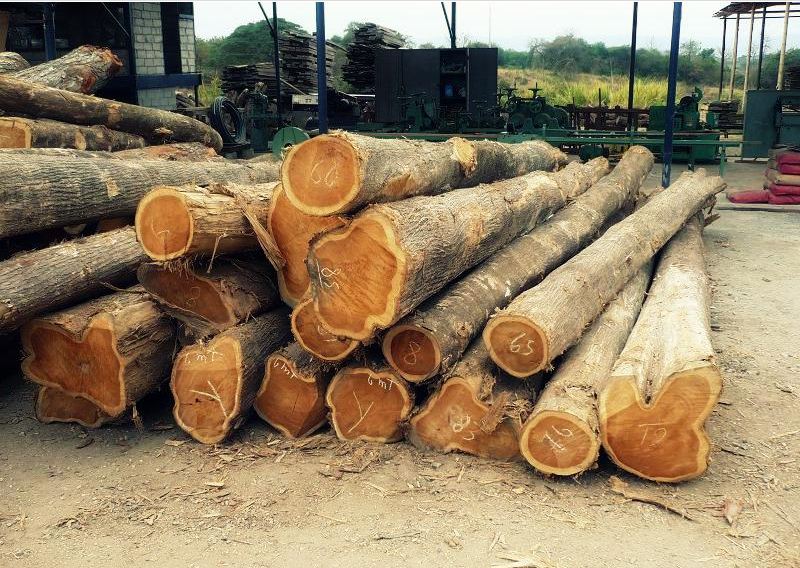dăm gỗ có giá trị kinh tế khác nhau