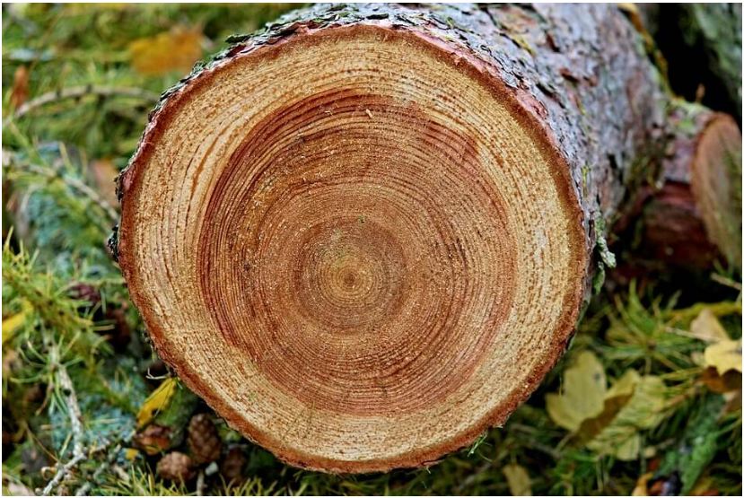 Dăm gỗ là một loại gỗ quý nổi tiếng