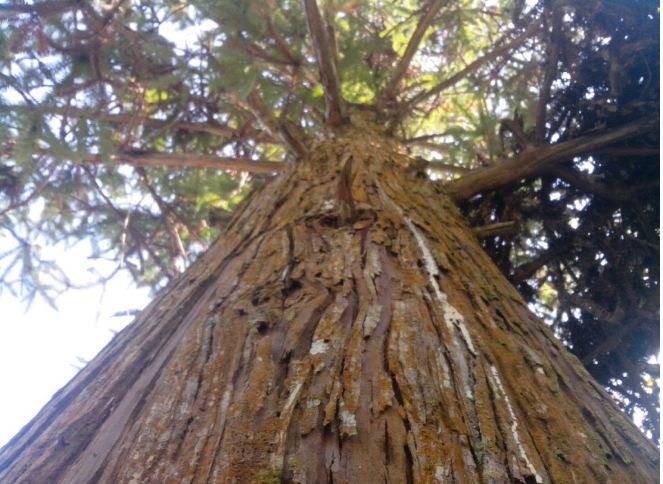 Gỗ Ngọc am - một loại gỗ được coi là hòn ngọc của núi rừng